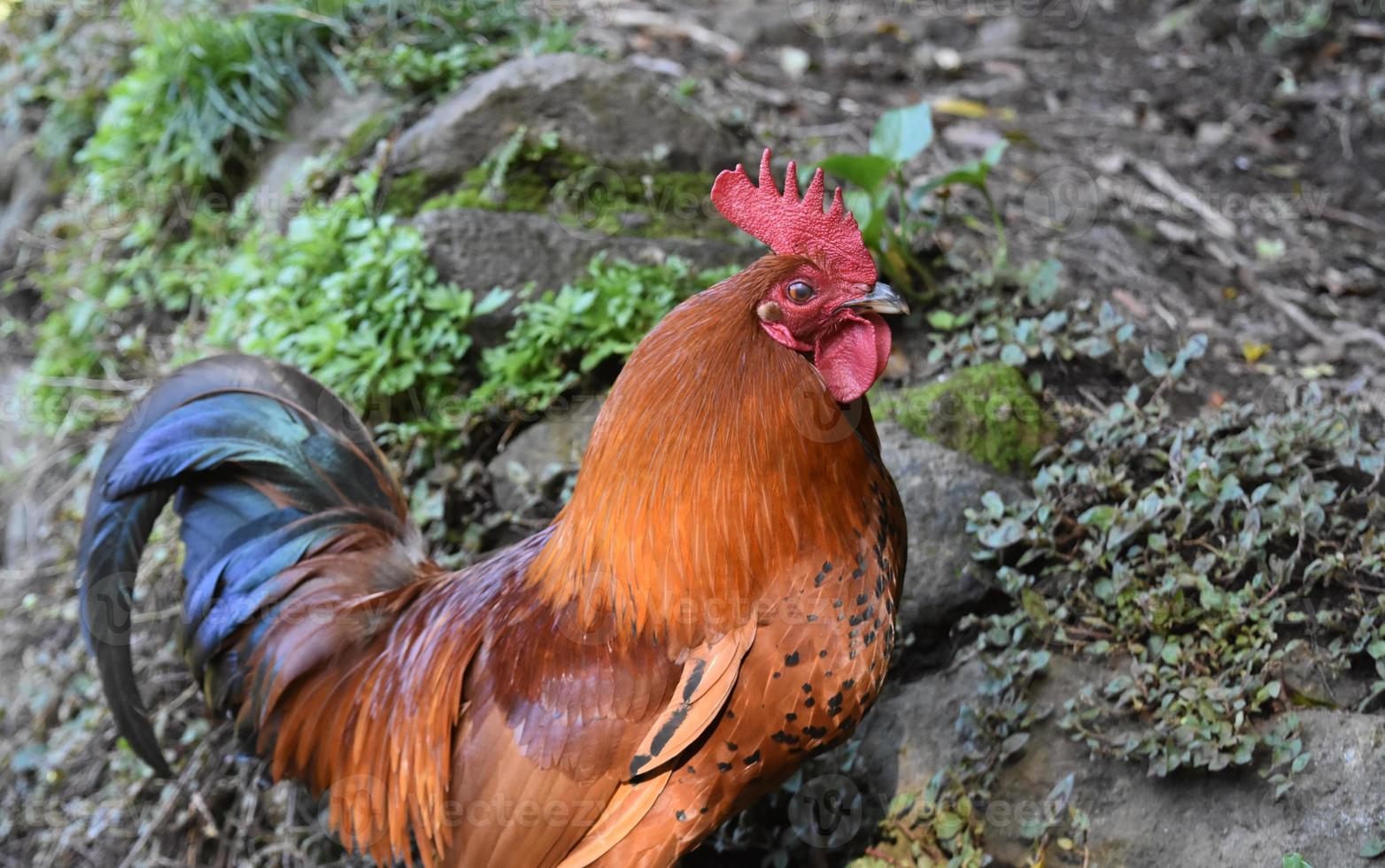 Schauen Sie sich einen Hahn mit rotem Schopf in freier Wildbahn aus der Nähe an foto