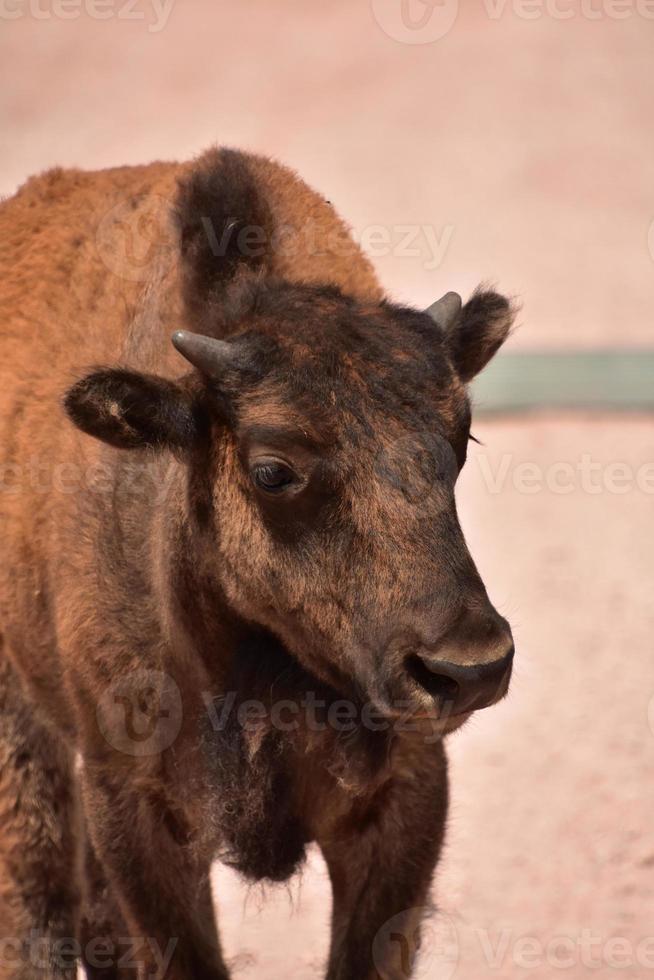 Bisonkalb mit süßem Gesicht im ländlichen South Dakota foto