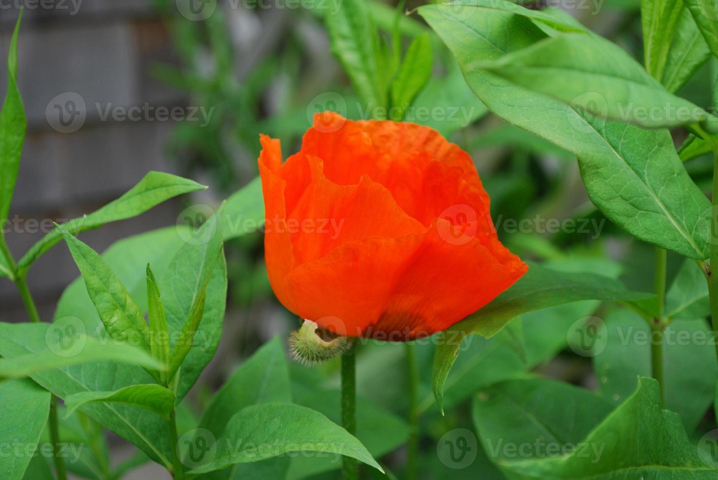 Profil einer orangefarbenen orientalischen Mohnblume foto