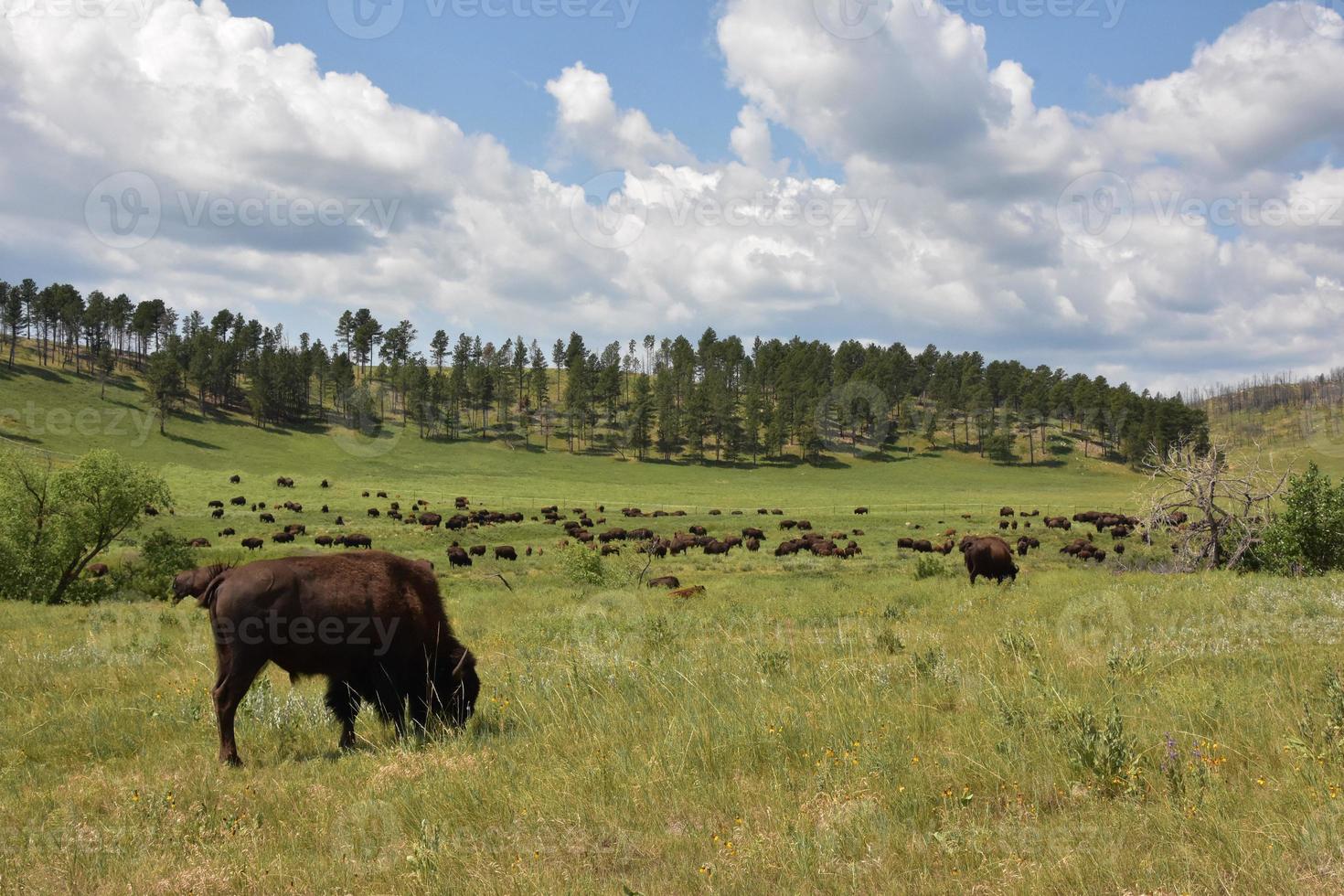 Herde eines amerikanischen Büffels in einem Feld foto