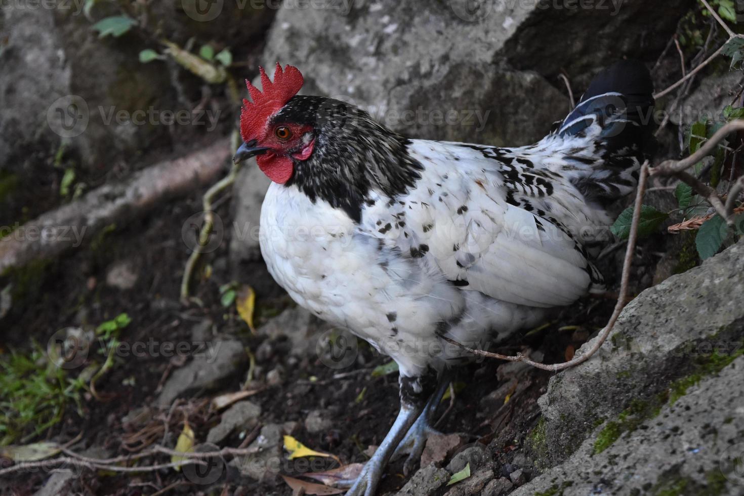 atemberaubendes schwarz-weißes Huhn mit rotem Kamm foto