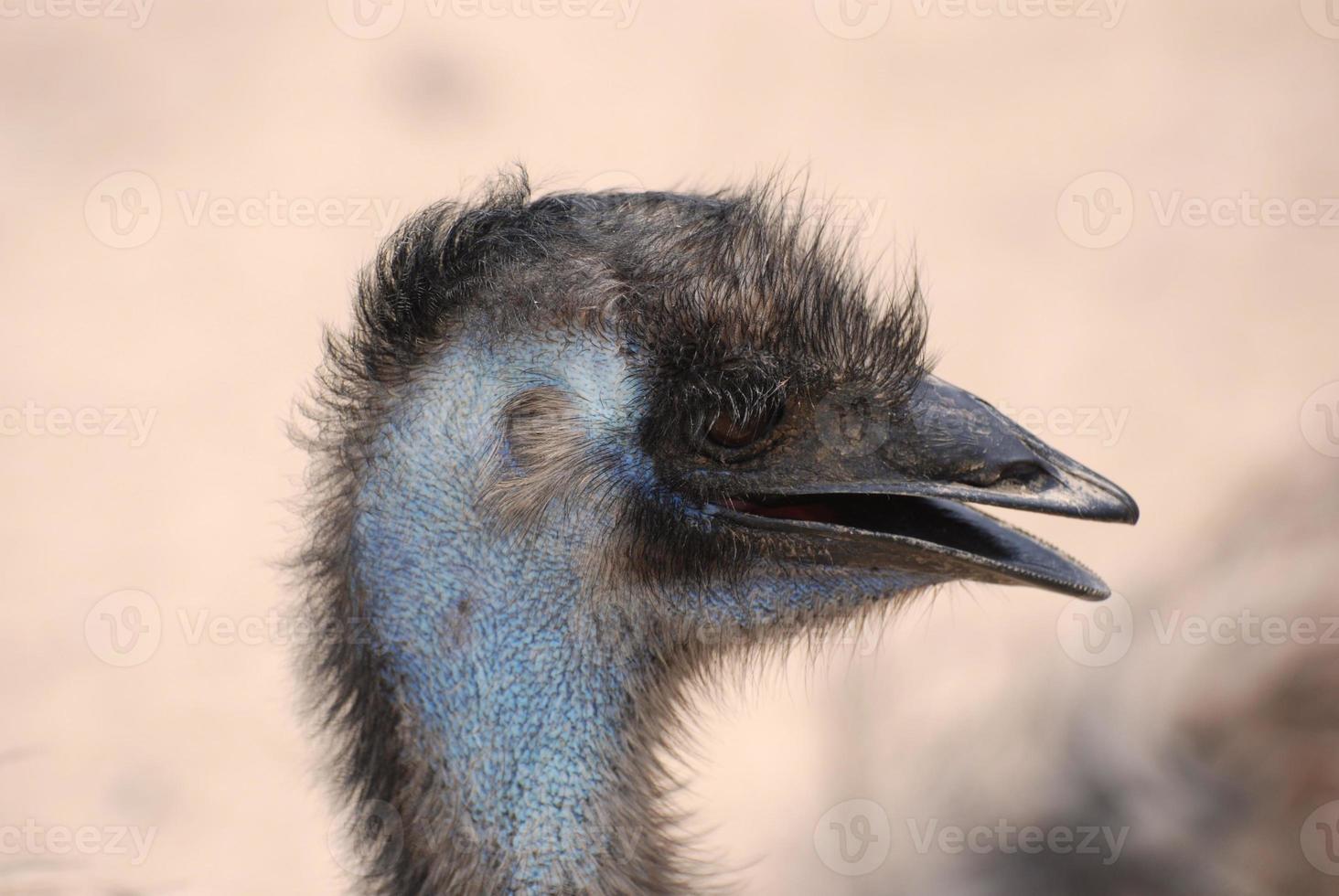 gefiedertes großes Emu-Vogelprofil foto