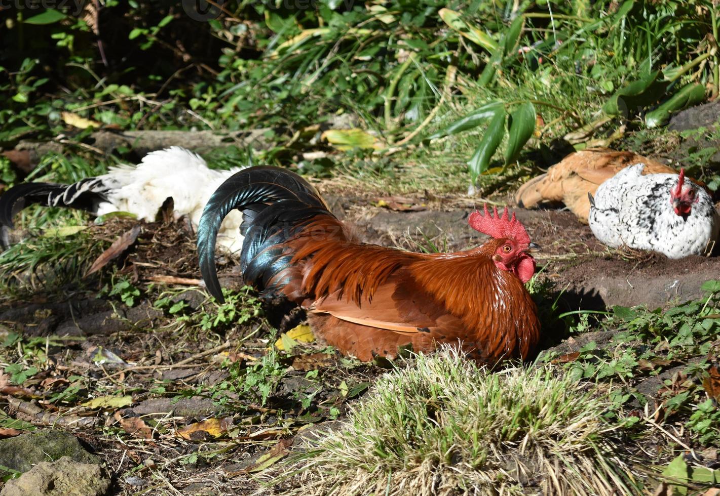 Hühner mit einem Hahn in der Sonne nisten foto