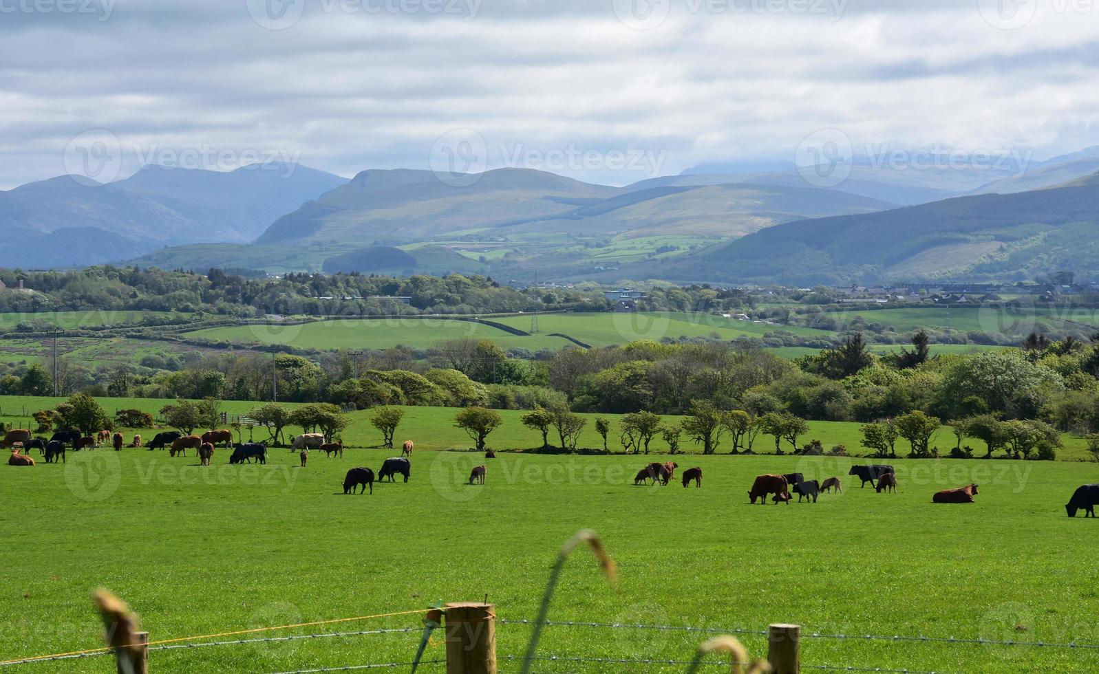 atemberaubende Landschaft mit einem Feld und grasenden Kühen foto