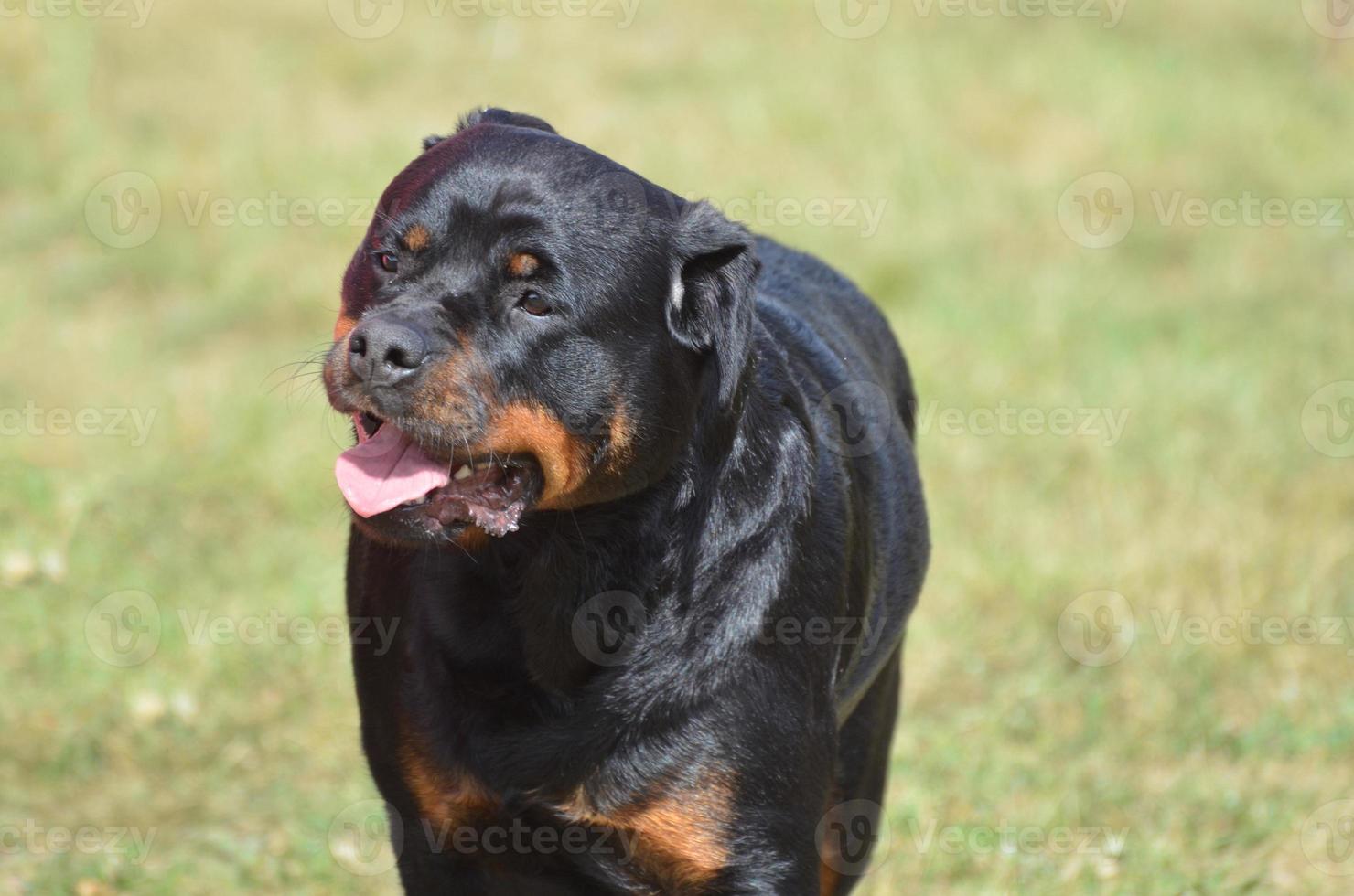 Gesicht eines Rottweiler-Hundes foto