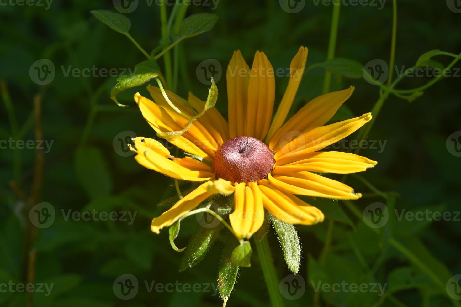 schöne angehende schwarzäugige susan fast in voller blüte foto