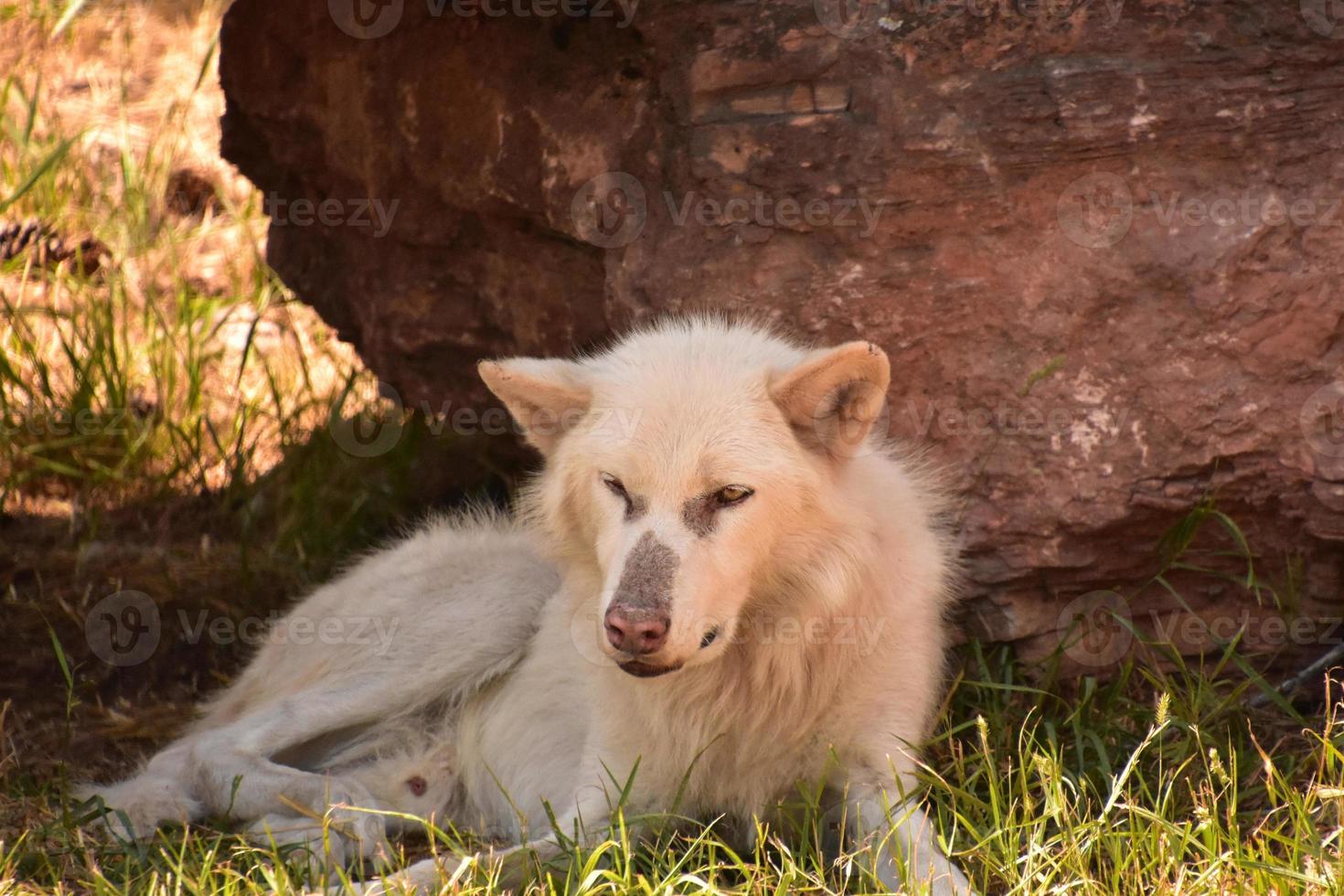 Weißer Timberwolf mit rosa Nase ruht foto