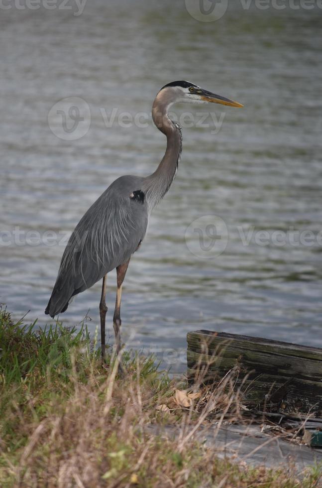 erstaunliches profil eines großen blauen reihers in louisiana foto