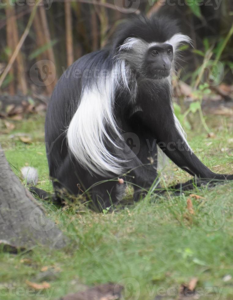 langgliedriger schwarz-weißer Colobus-Affe, der im Gras sitzt foto