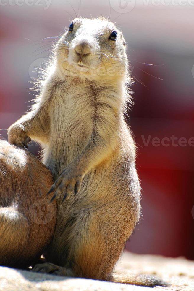 süßes Gesicht eines Buck gezahnten schwarzen angebundenen Präriehundes foto