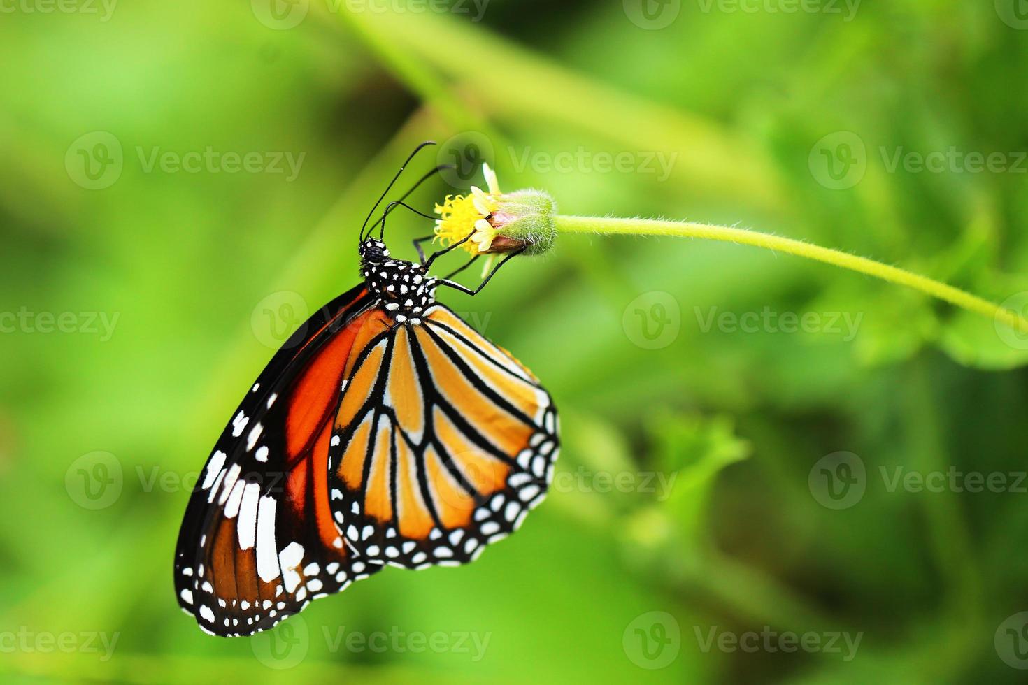 Monarchfalter auf Blume im Garten. foto