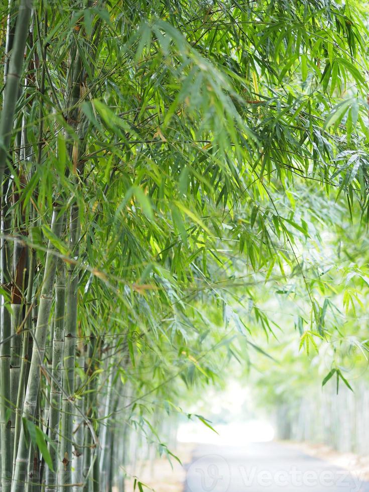 frische grüne bambusblätter im gartennaturhintergrund foto