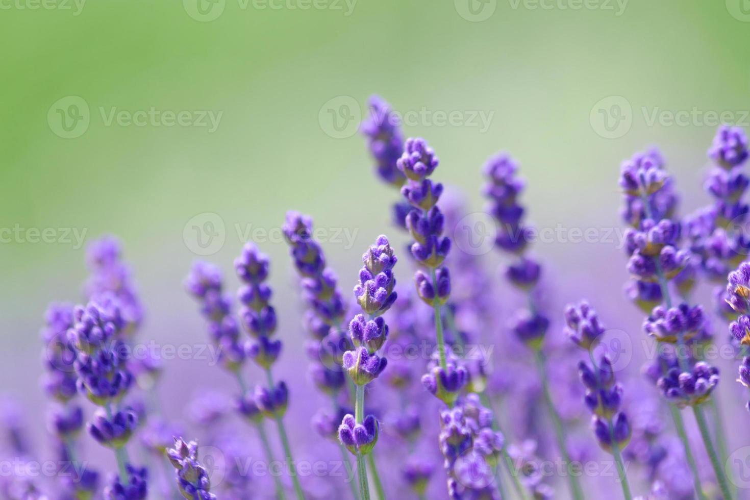 Lavendel foto