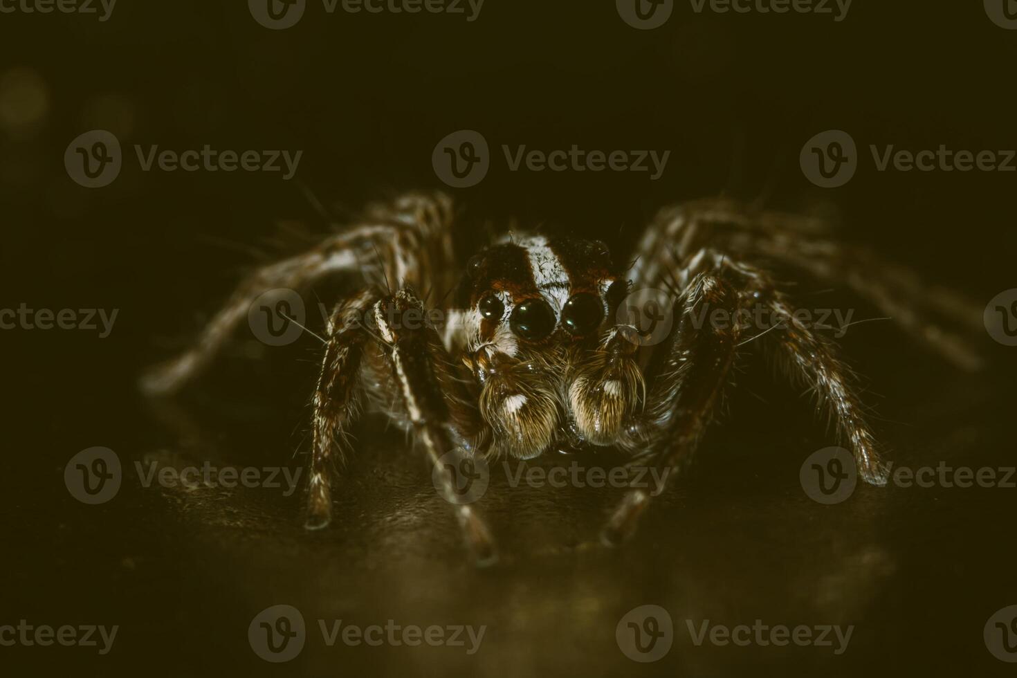 Makro-Spinnen-Bokeo-Hintergrund foto
