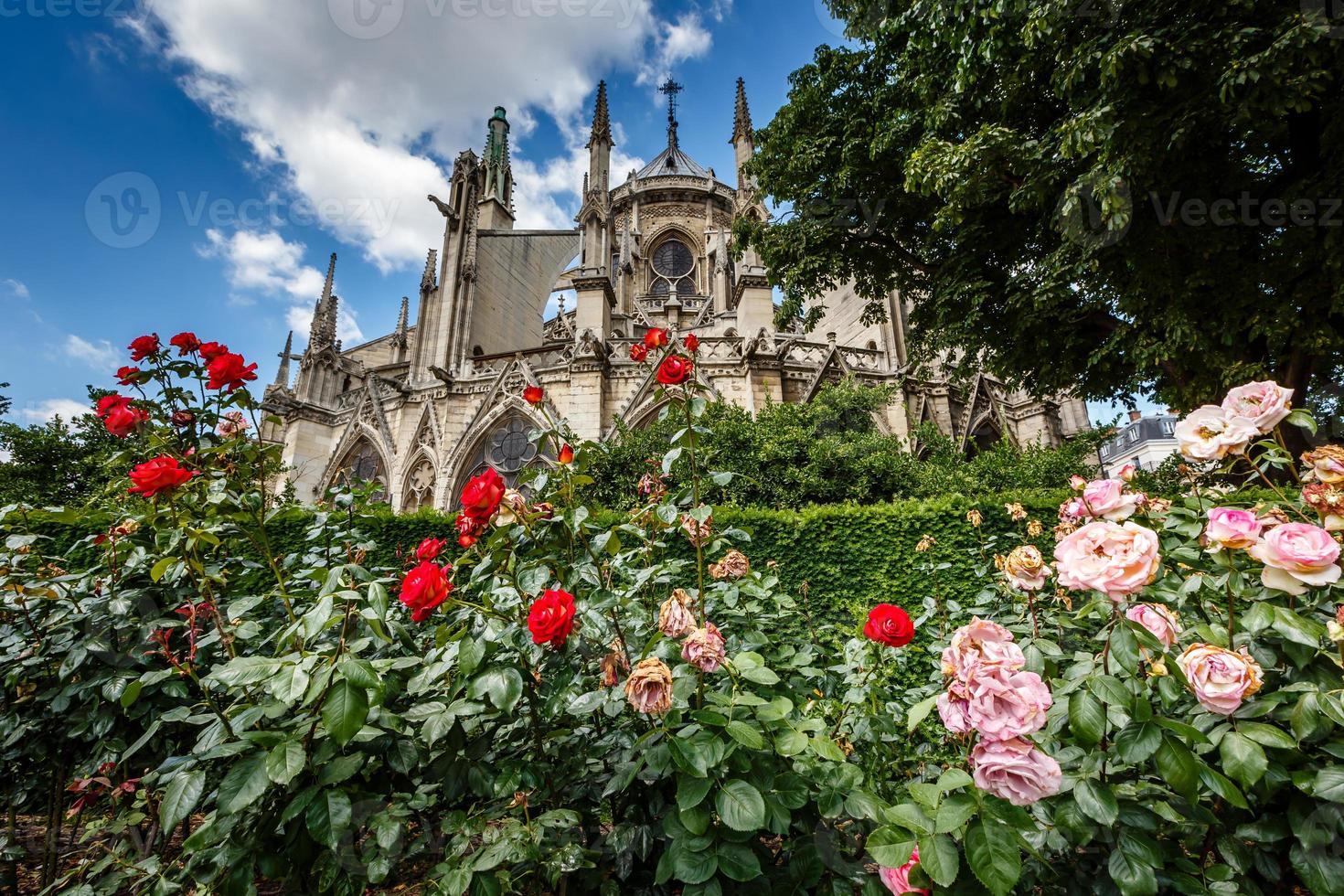 notre dame de paris kathedrale mit roten und weißen rosen foto