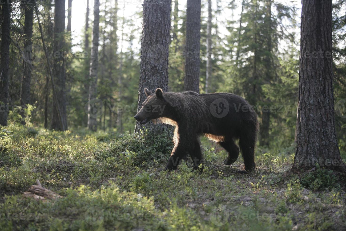 Europäischer Braunbär, Ursus Arctos foto