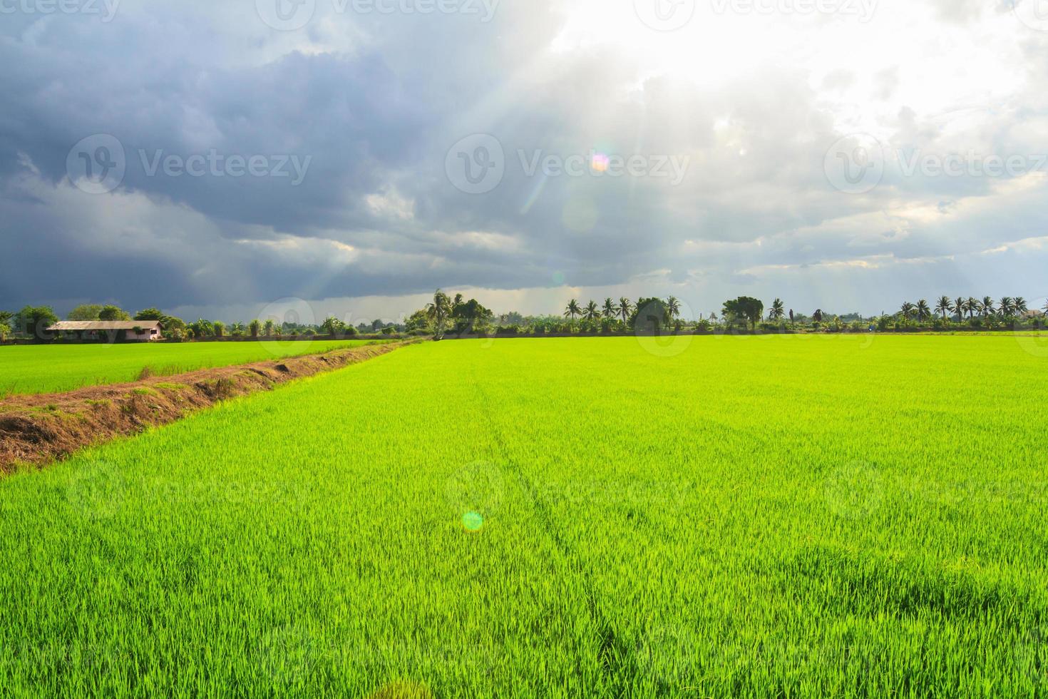 Landschaft der grünen Wiese mit Sonnenstrahlen und Linseneffekt foto