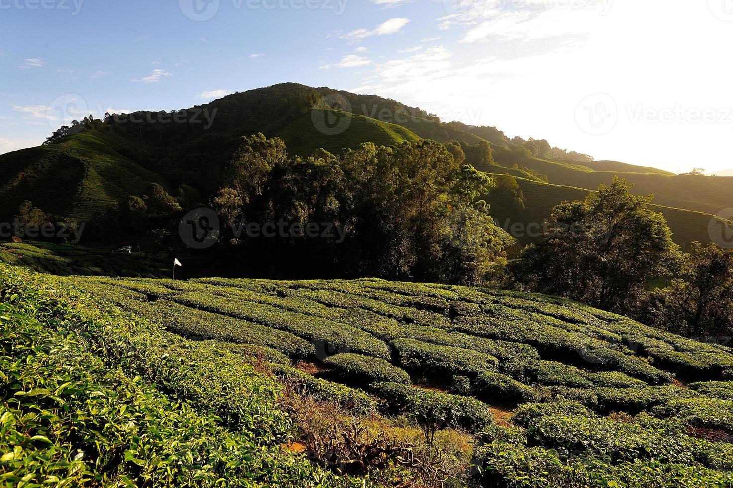 Teeplantagenfelder auf den Hügeln foto
