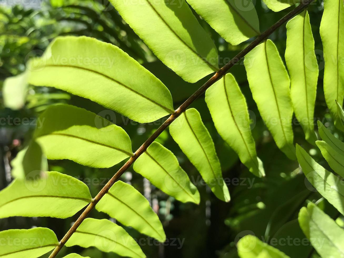 Farnblatt in Gartenschattierungen und Schatten im Hintergrund, Nahaufnahmekonzept foto