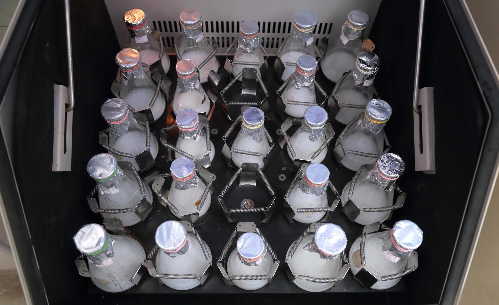 Laborflaschen, die flüssiges Gewebe mikrobieller Kultur schütteln foto