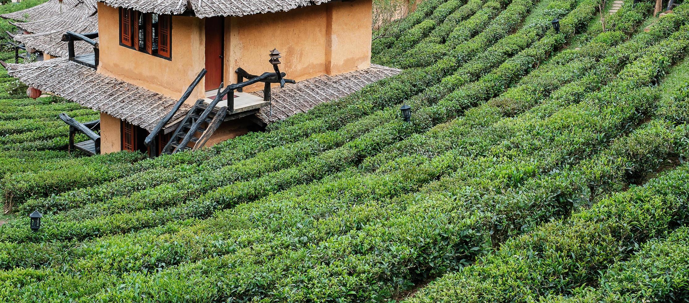 schöner teegarten im thailändischen dorf ban rak, mae hong son, thailand. Reise-, Urlaubs- und Urlaubskonzept foto