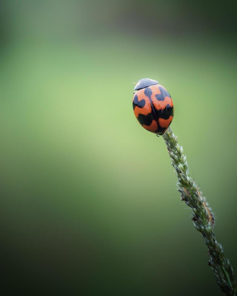 Schließen Sie herauf Marienkäfer auf dem Gras foto