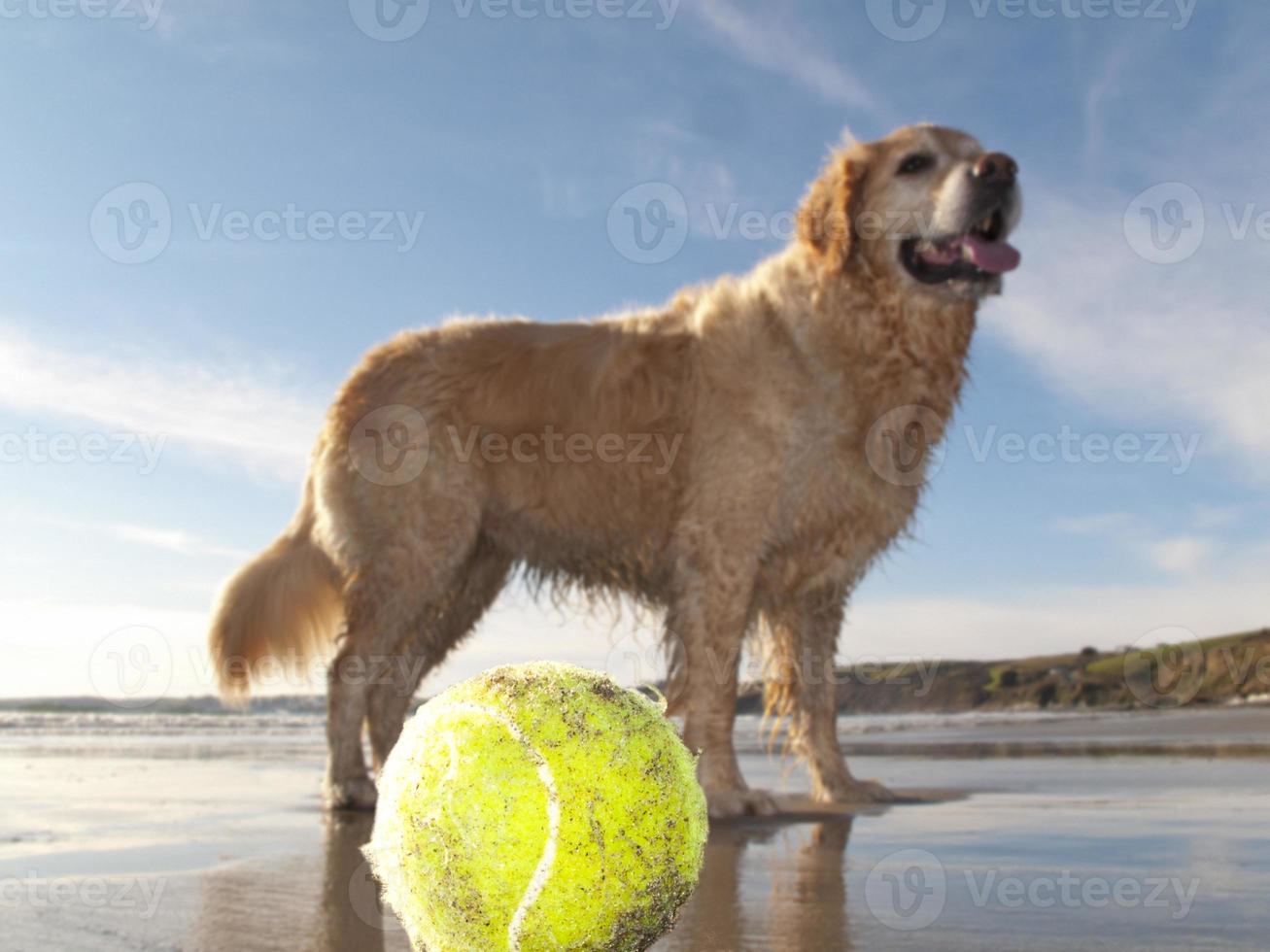 Hund genießt Strand und Tennisball in Gerrans Bay foto
