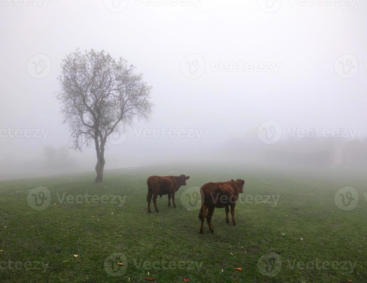 zwei Kühe im Nebel auf der Wiese foto