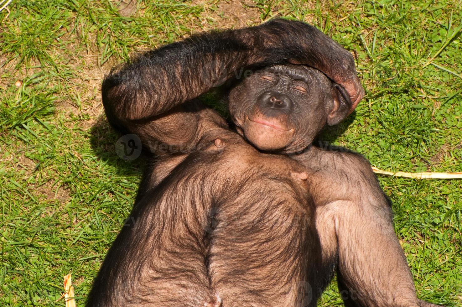 Bonobo-Affe in der Sonne foto