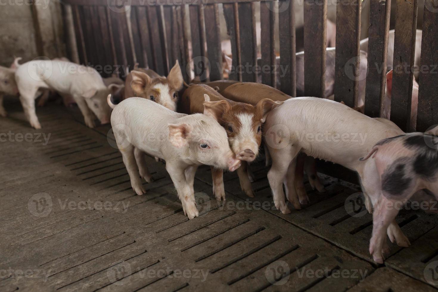 Schweine auf dem Bauernhof foto