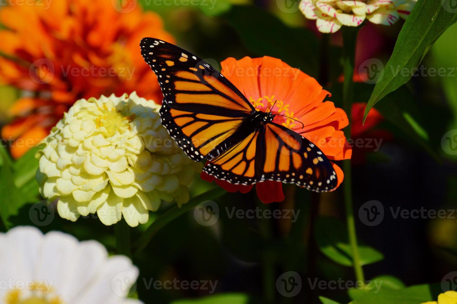 Monarchfalter, der einen Zinnienfleck genießt foto