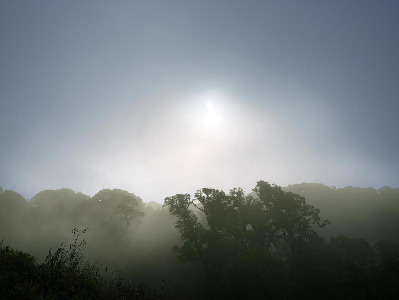 Regenwald im Morgennebel, schöne Naturlandschaft für Tapeten foto