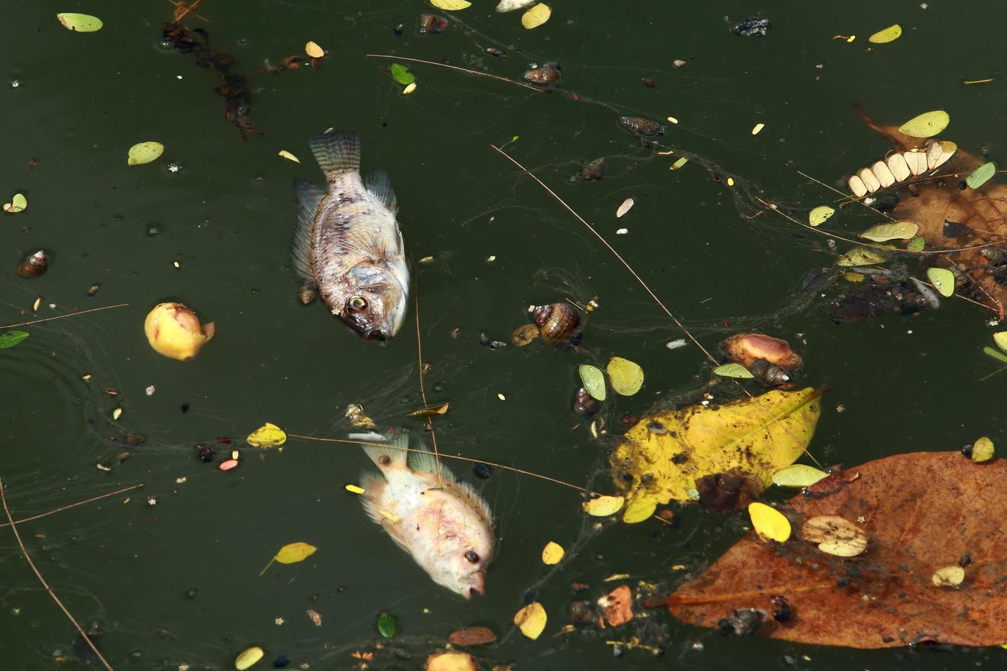 Tote Fische schwammen im dunklen Wasser, Wasserverschmutzung foto