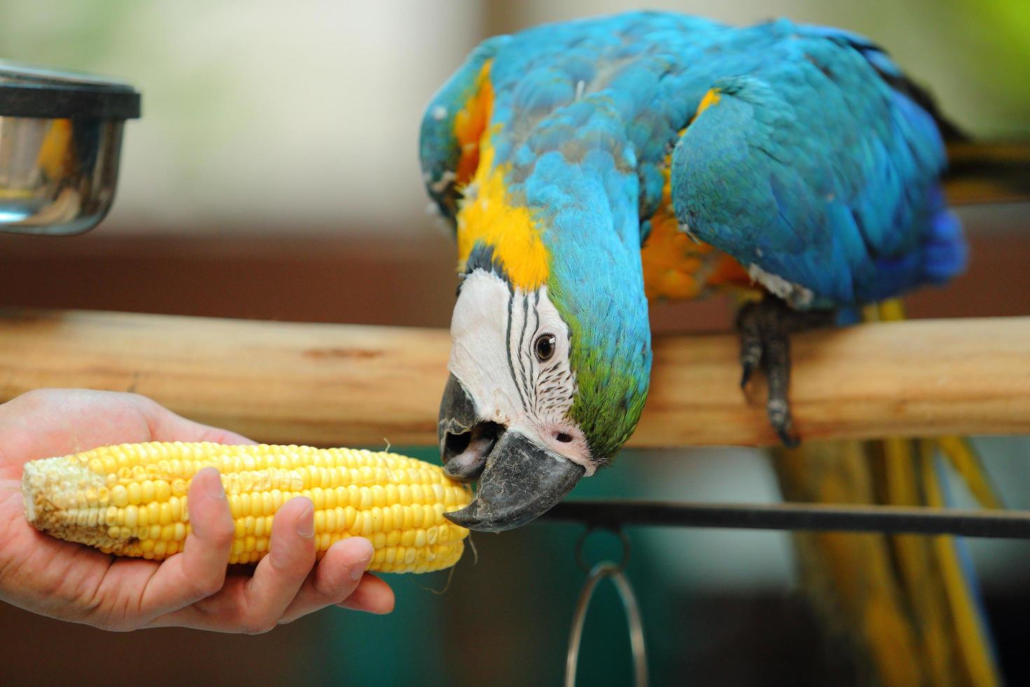 Ara schöner Vogel foto