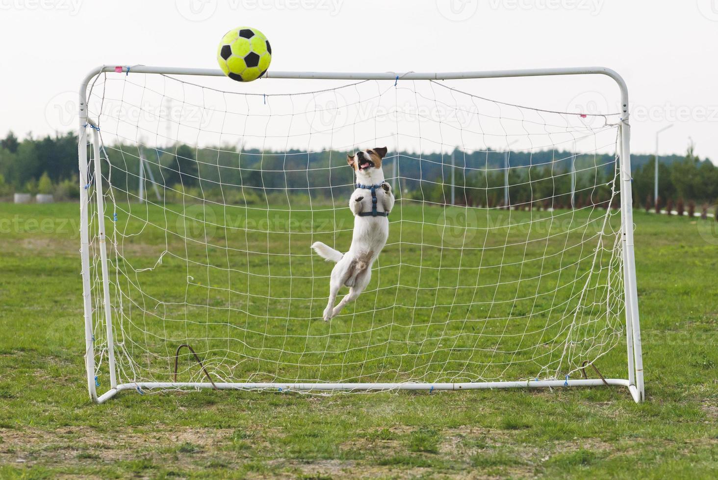 lustiger Hund, der Fußball als Torhüter spielt (gebogener Sprung) foto