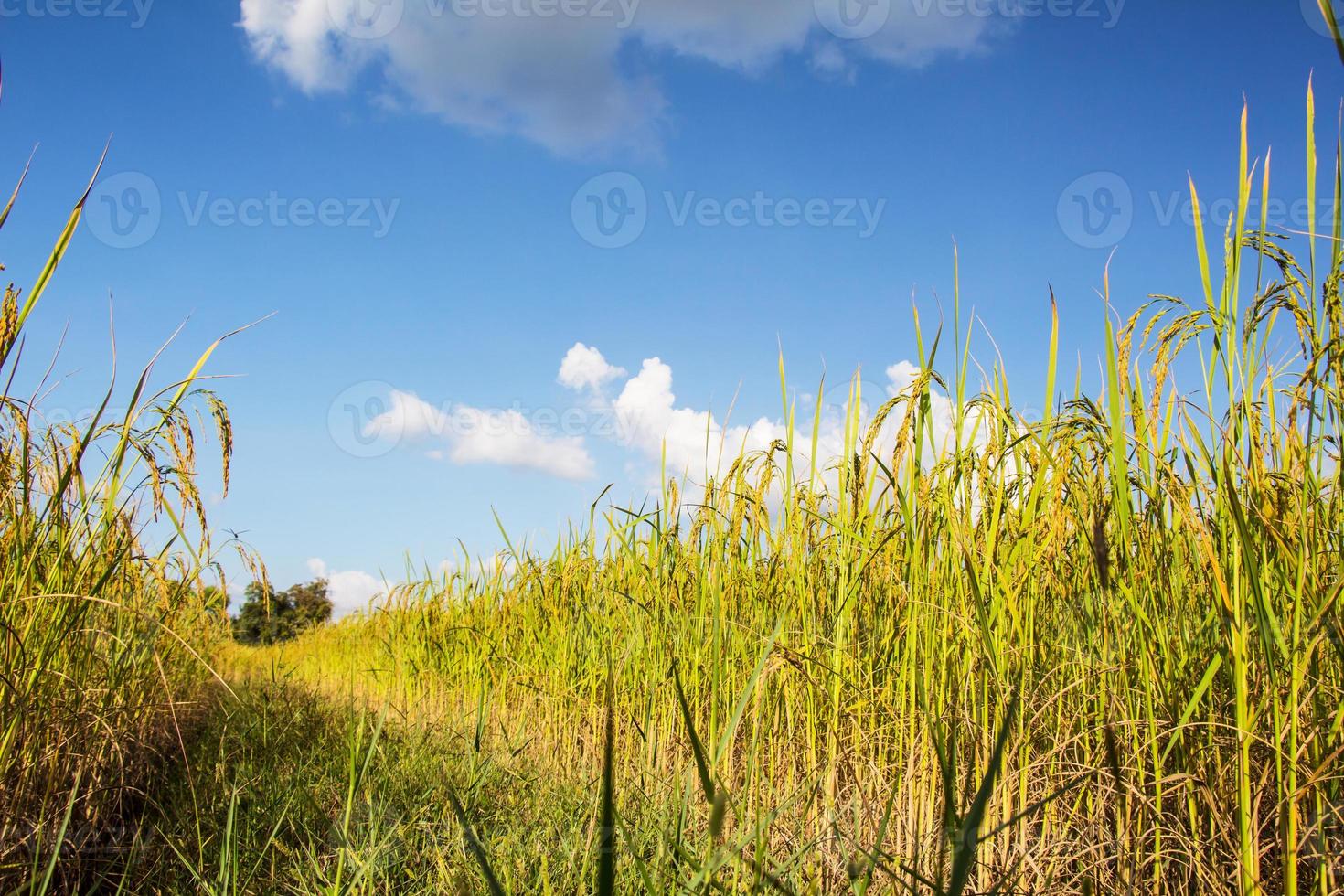 reifes Rohreisfeld bei der Ernte gegen den blauen Himmel foto