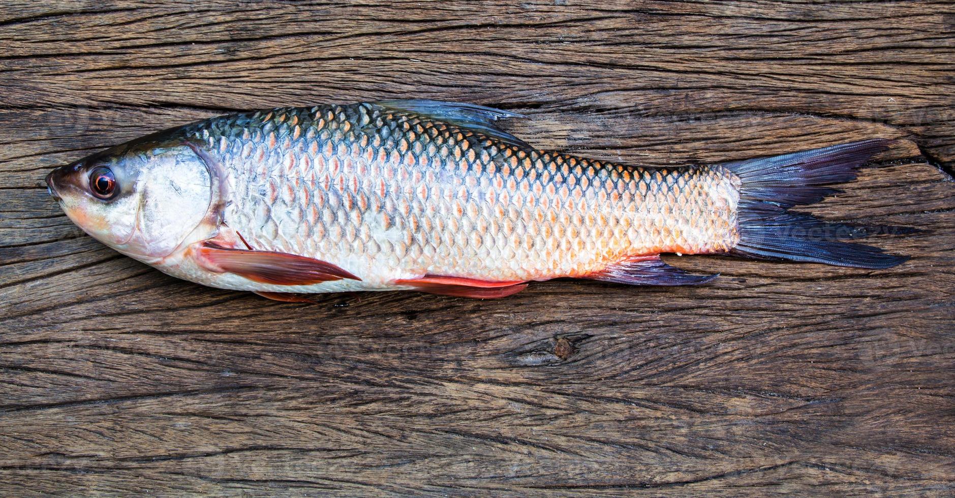 probarbus jullieni Süßwasserfische foto