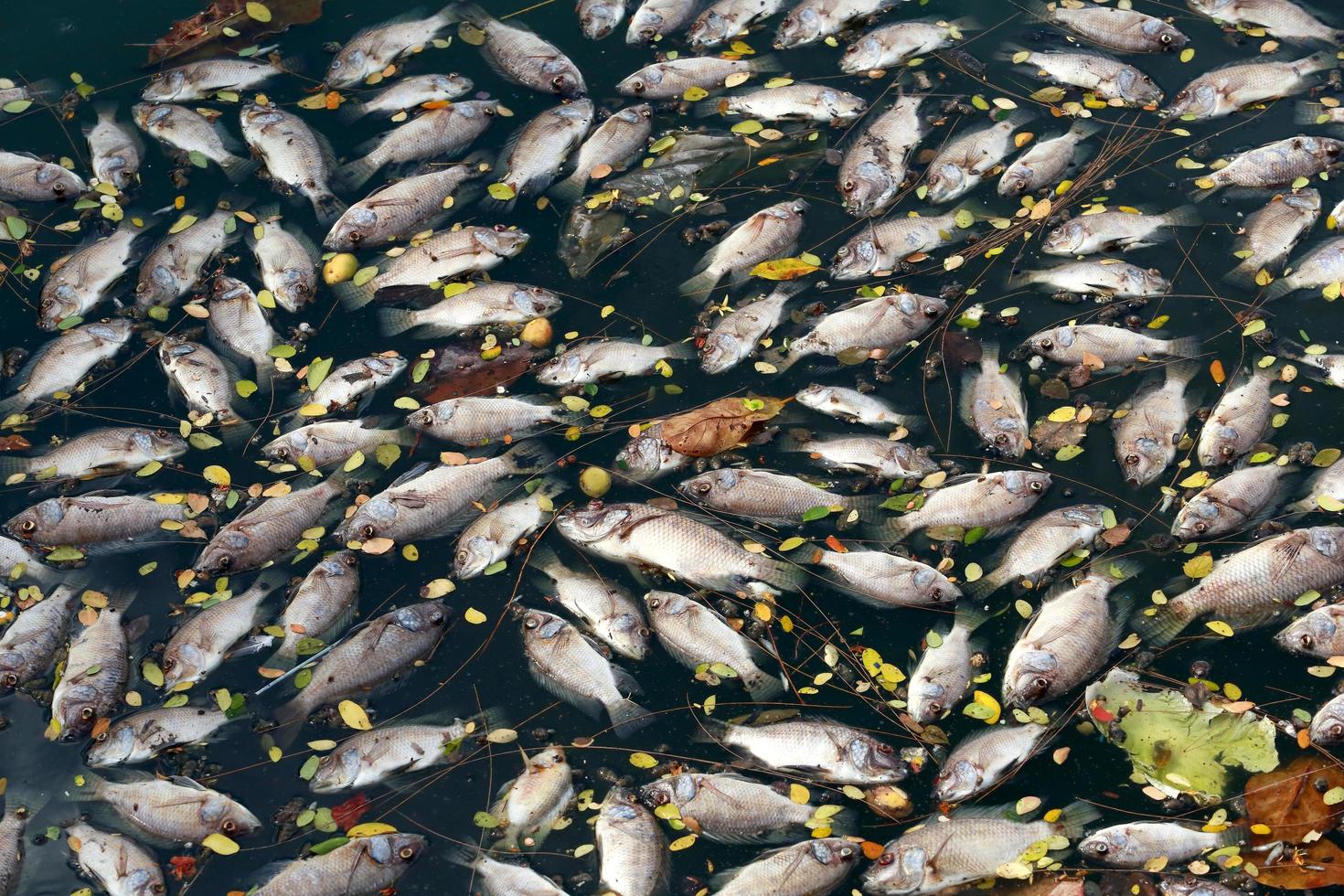 Tote Fische schwammen im dunklen Wasser, Wasserverschmutzung foto