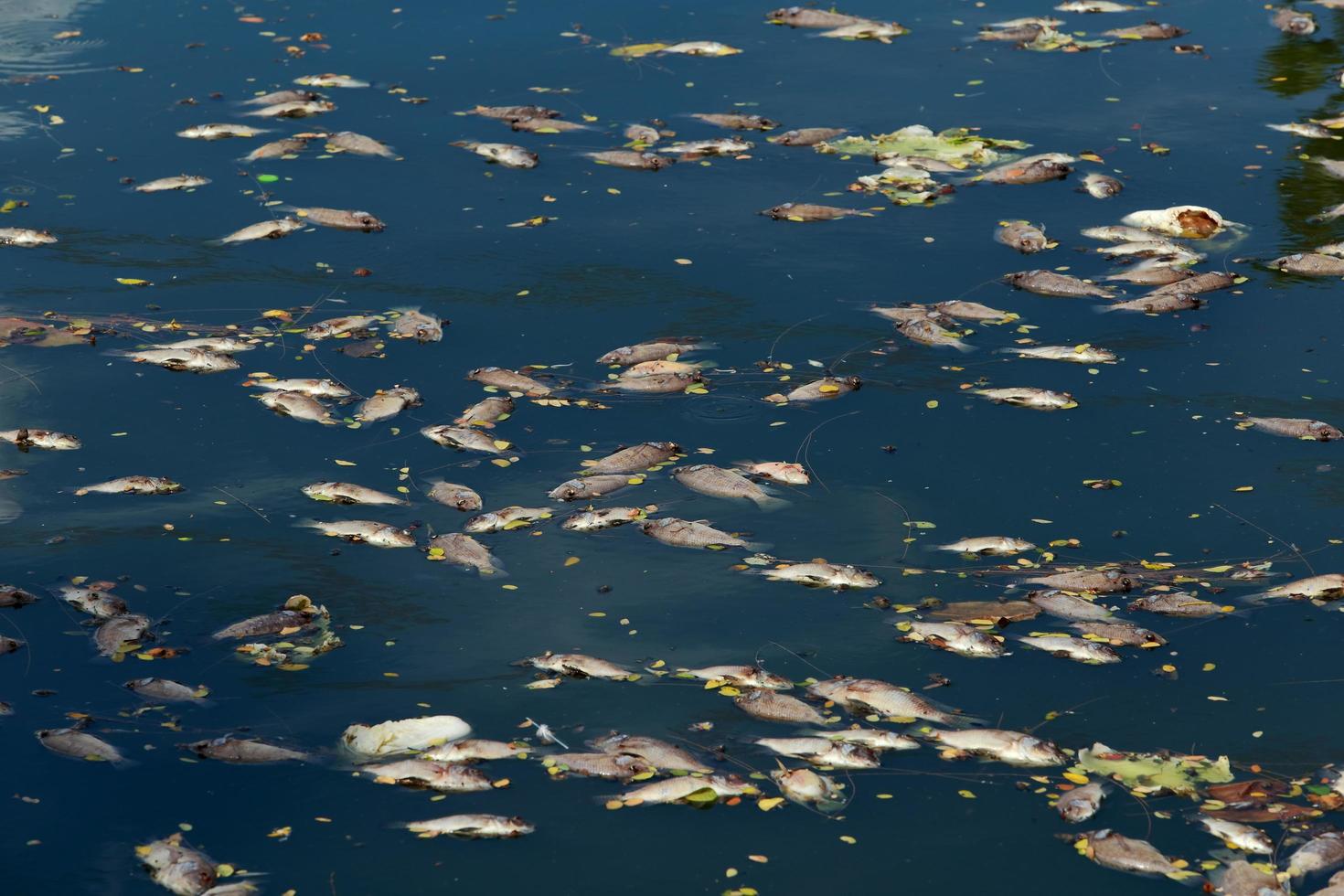 Tote Fische schwammen im dunklen Wasser, Wasserverschmutzung foto