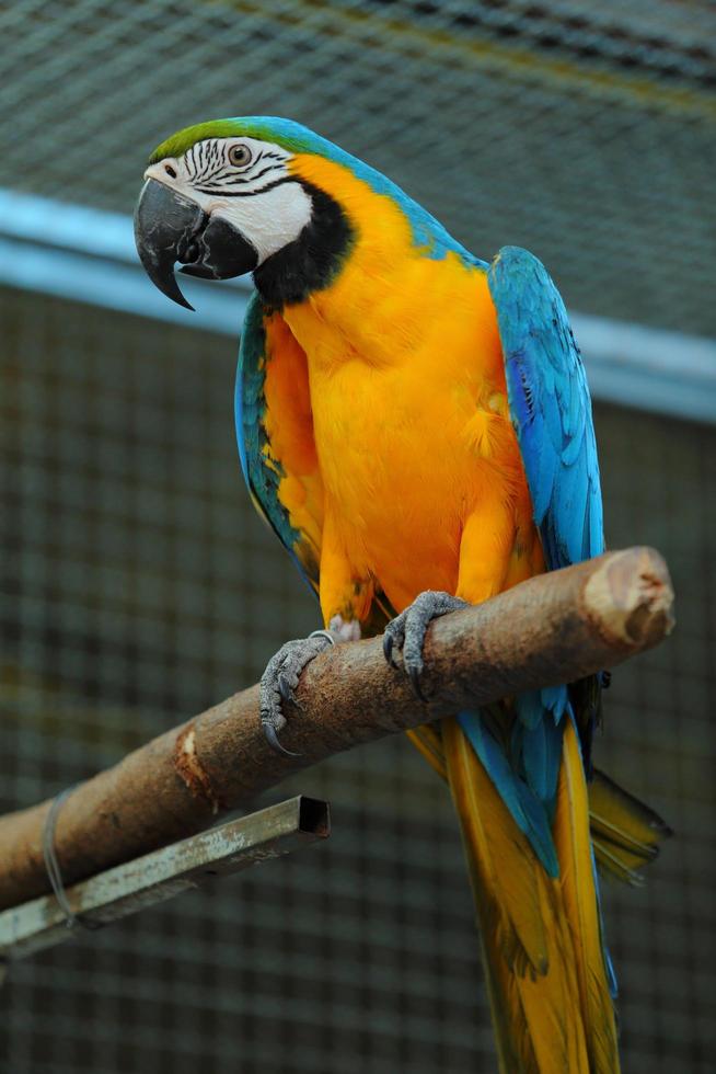 Ara schöner Vogel foto