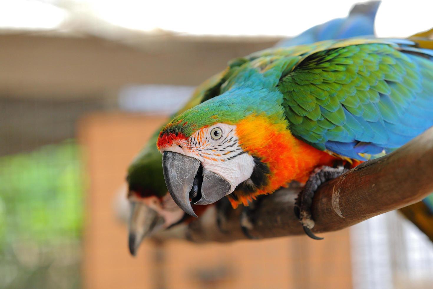 Ara schöner Vogel foto