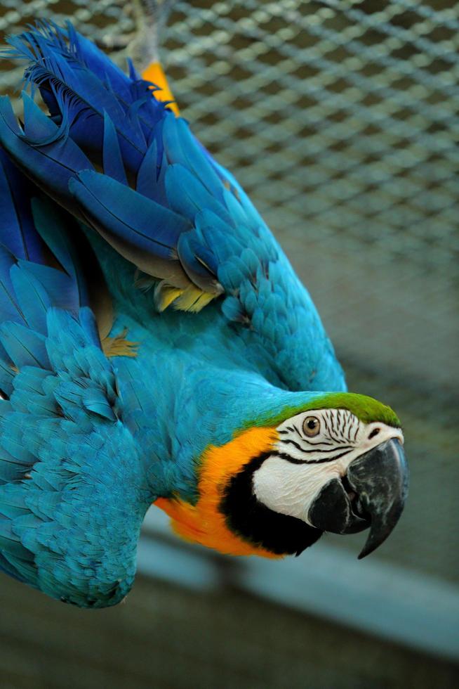 Ara schöner Vogel foto