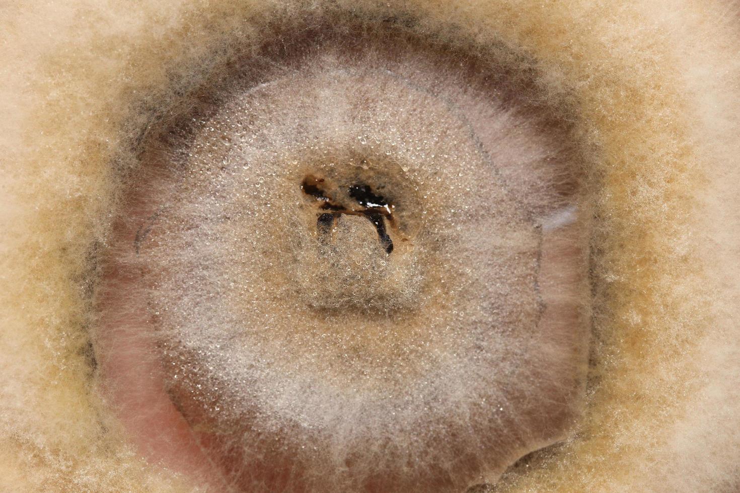 Biochemie-Forschungstest Pilz wachsende Petrischale. foto