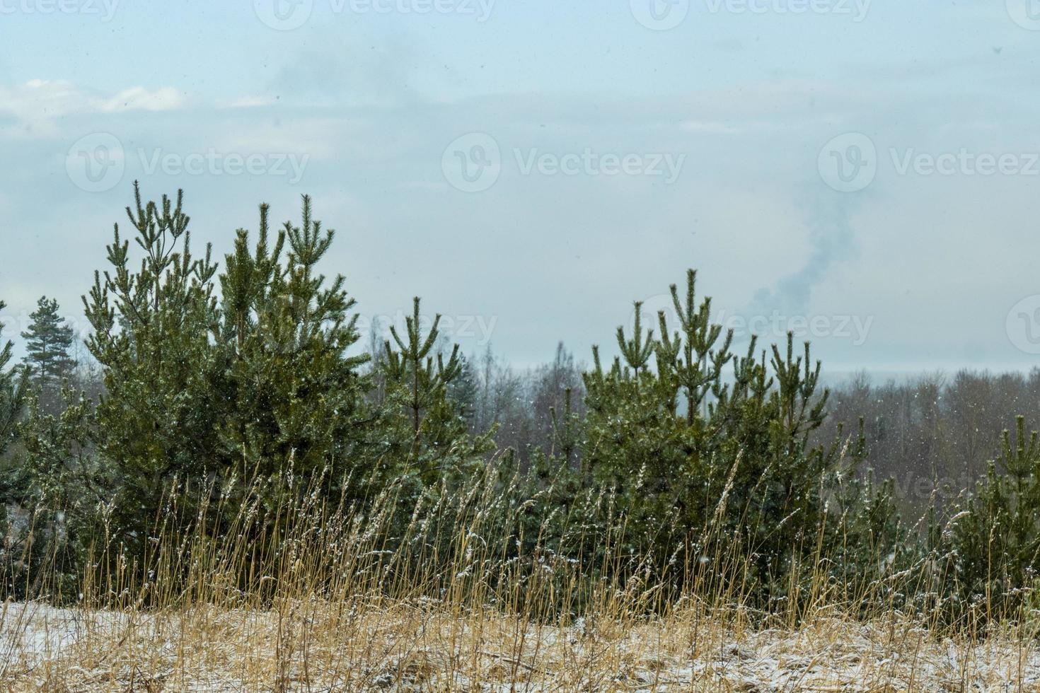 Vorfrühlingslandschaft mit einem schönen See mit Tannen und letztem Schnee gegen einen bewölkten Himmel foto