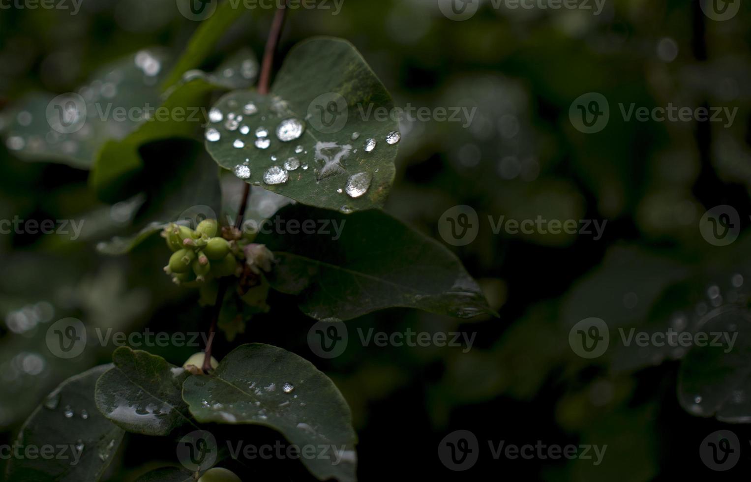 Wassertropfen auf grünem Naturblatt. Rosstropfen im grünen Gras, helles Bokeh. foto