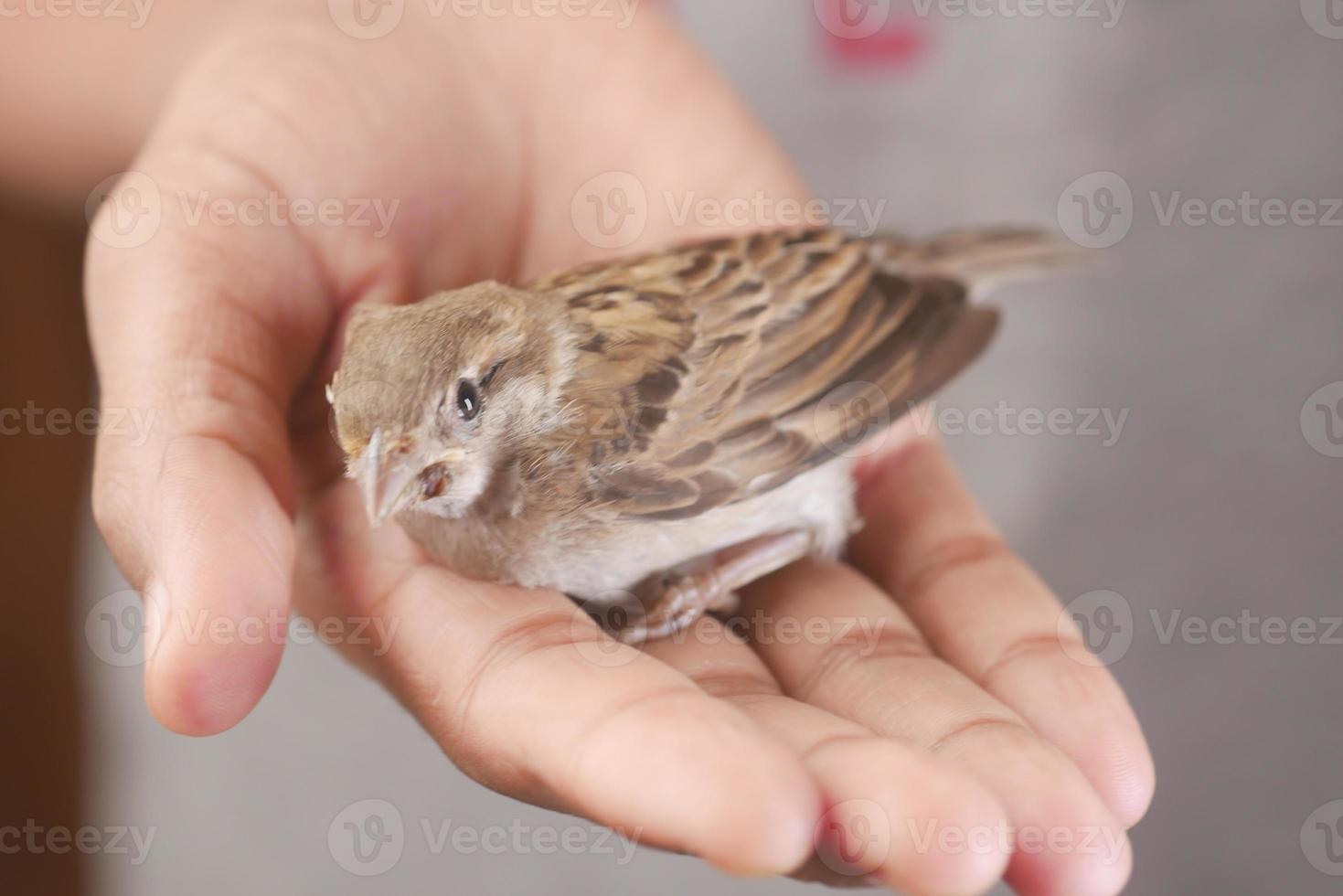 eine Spatzvogelhand hautnah foto