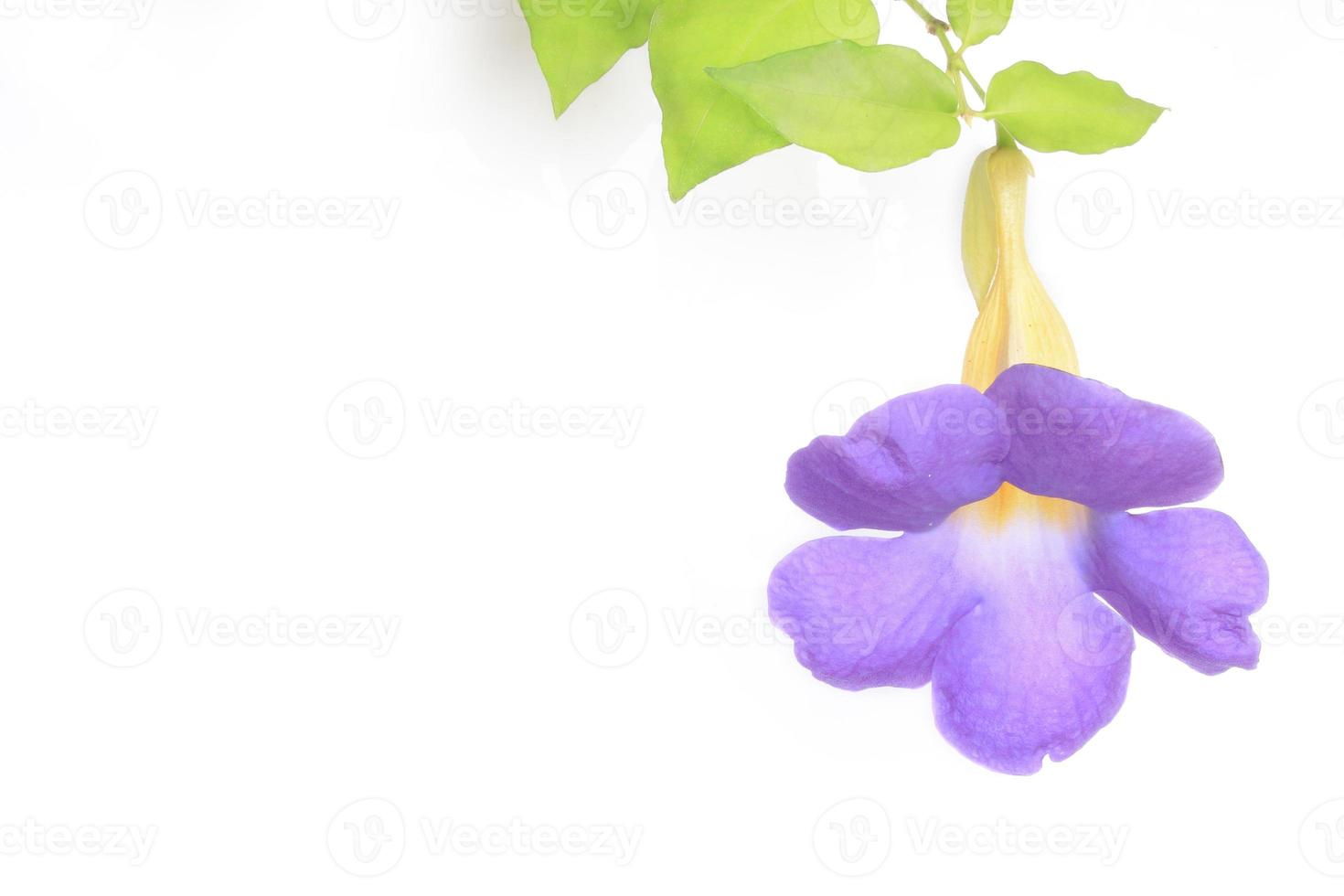 thunbergia .thunbergia battiscombei foto