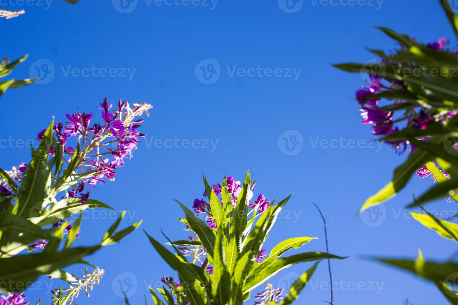 blühendes weidenkraut, ivan tee am blauen himmel. Weidenröschenwiese. Weidenkräutertee, foto