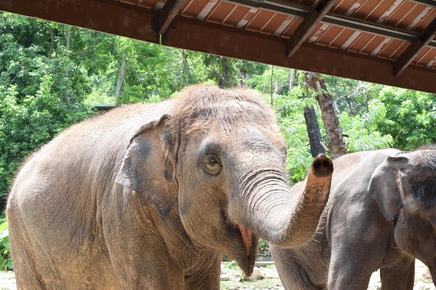 elefant im zoologischen park in thailand foto