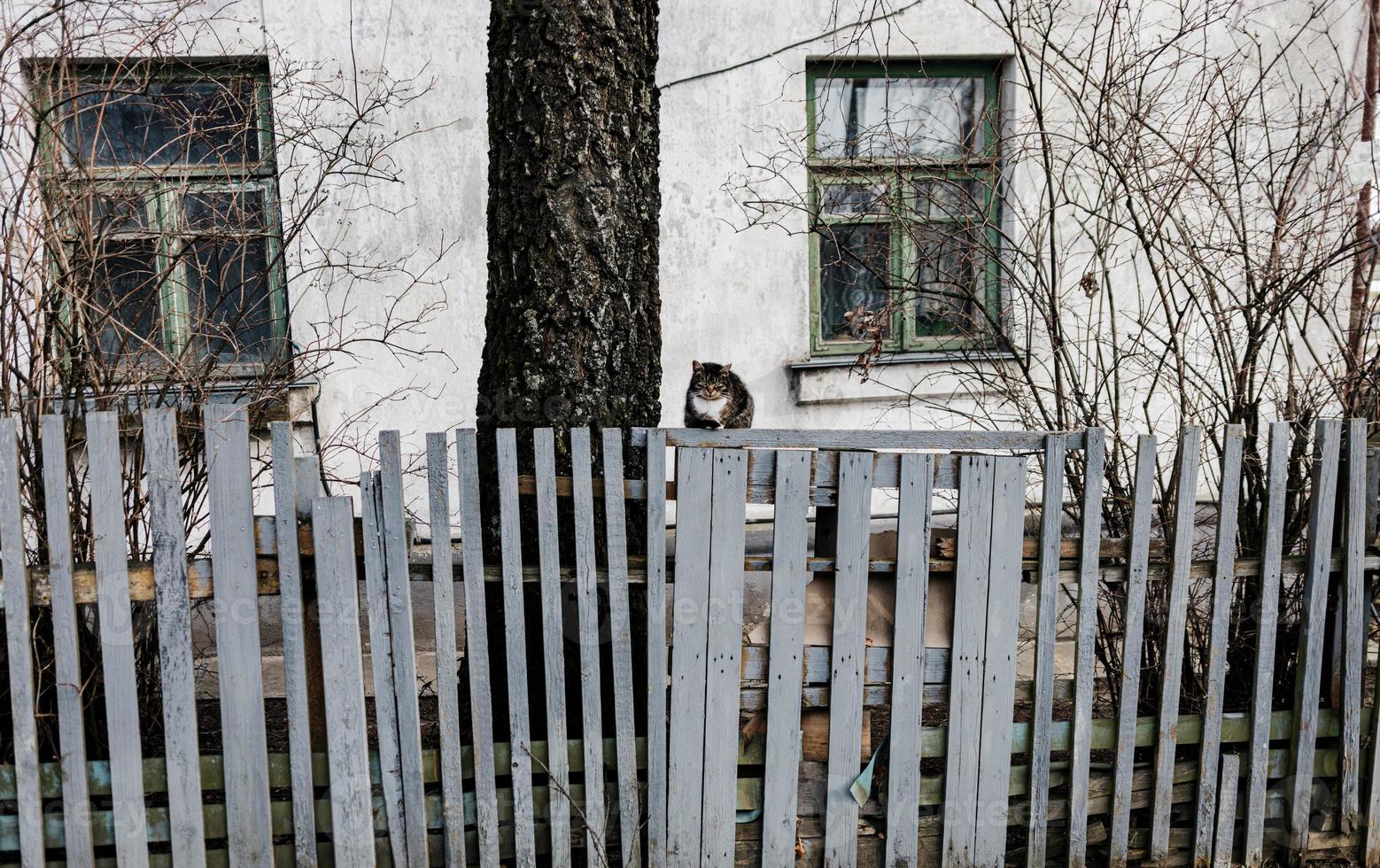 Katze sitzt auf dem Zaun foto